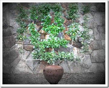 Adjusted Small-Potted-Pear-Espalier