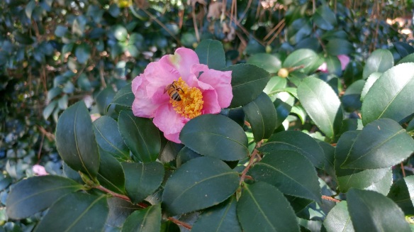 pink sasanqua camellia and bee